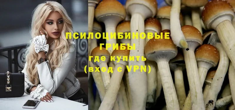 Псилоцибиновые грибы Psilocybe  купить  цена  Куровское 